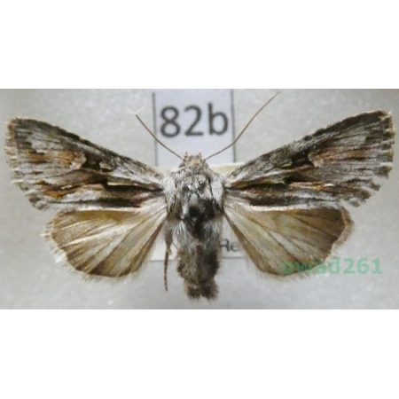 Chloantha hyperici (Denis & Schiffermüller, 1775) Czech82b